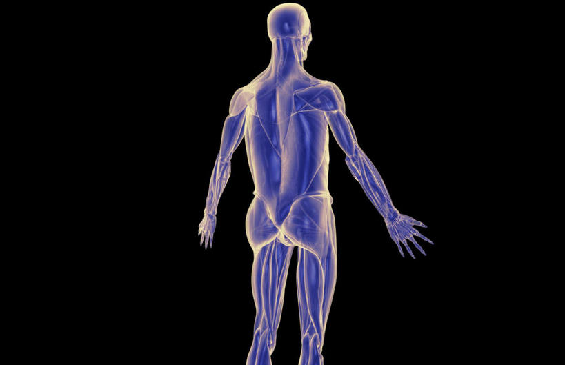 肌肉,健壮,无人,横图,插画,室内,白天,正面,数码,科技,静物,阴影,黑色背景,网络,医学,线条,高光,几何,计算机图形,合成,图画,画,健康,活力,力量,人体,轮廓,青春,电脑合成图,数码合成图,生物学,强壮,漫画,生理学,写实,具体,具象,三角肌,彩图