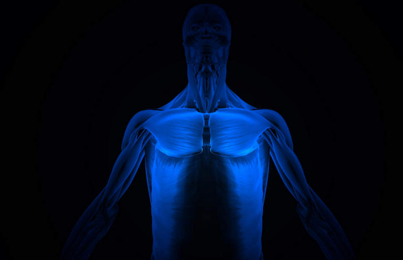 肌肉,健壮,无人,横图,插画,室内,白天,正面,数码,科技,静物,阴影,黑色背景,网络,医学,线条,高光,几何,计算机图形,合成,图画,画,健康,活力,力量,人体,轮廓,青春,电脑合成图,数码合成图,生物学,强壮,胸肌,漫画,生理学,写实,具体,具象,腹外斜肌,彩图