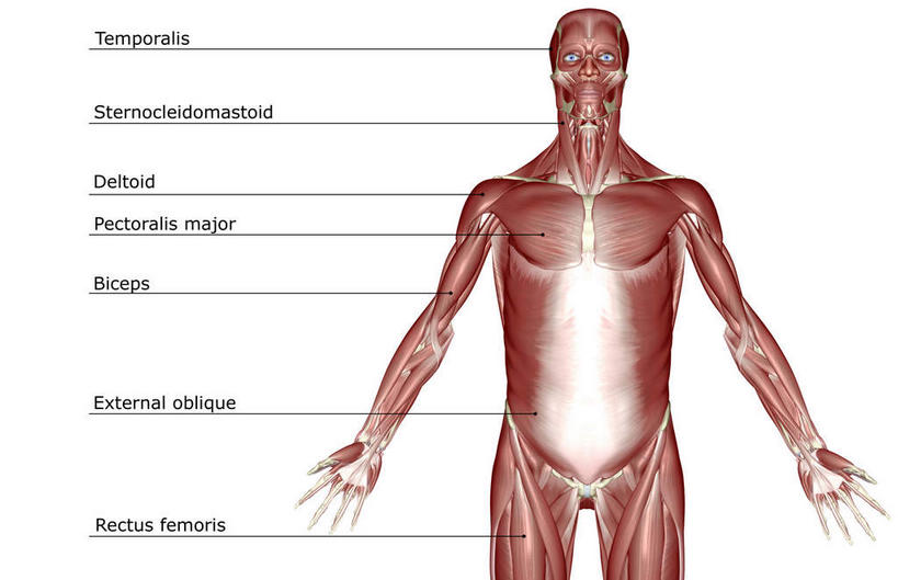 肌肉,健壮,无人,横图,插画,室内,白天,白色背景,正面,数码,科技,静物,阴影,网络,医学,英文,标志,文字,字符,字母,高光,几何,计算机图形,合成,图画,标识,画,健康,活力,力量,解说,人体,说明,青春,英文字母,电脑合成图,数码合成图,生物学,强壮,胸肌,漫画,生理学,写实,具体,具象,阐明,申明,注解,注明,腹外斜肌,彩图