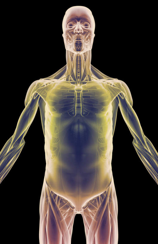 肌肉,健壮,无人,竖图,插画,室内,白天,正面,数码,科技,静物,阴影,黑色背景,网络,医学,线条,高光,几何,计算机图形,合成,图画,画,健康,活力,力量,人体,轮廓,青春,电脑合成图,数码合成图,生物学,强壮,胸肌,漫画,生理学,写实,具体,具象,腹外斜肌,彩图