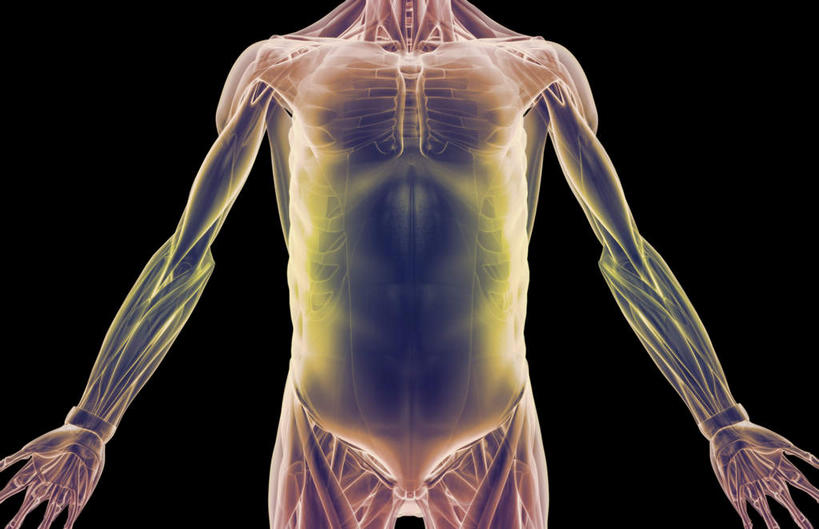 肌肉,健壮,无人,横图,插画,室内,白天,正面,数码,科技,静物,阴影,黑色背景,网络,医学,线条,高光,几何,计算机图形,合成,图画,画,健康,活力,力量,人体,轮廓,青春,电脑合成图,数码合成图,生物学,强壮,胸肌,漫画,生理学,写实,具体,具象,腹外斜肌,彩图