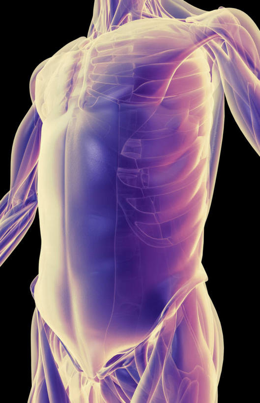 肌肉,健壮,无人,竖图,插画,室内,白天,正面,数码,科技,静物,阴影,黑色背景,网络,医学,线条,高光,几何,计算机图形,合成,图画,画,健康,活力,力量,人体,轮廓,青春,电脑合成图,数码合成图,生物学,强壮,胸肌,漫画,生理学,写实,具体,具象,前锯肌,腹外斜肌,彩图