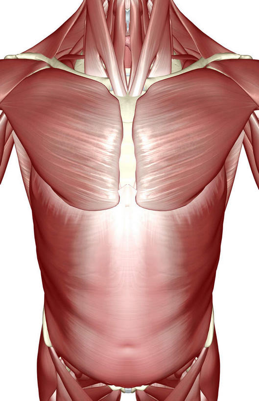 肌肉,健壮,无人,竖图,插画,室内,白天,白色背景,正面,数码,科技,静物,阴影,网络,医学,高光,几何,计算机图形,合成,图画,画,健康,活力,力量,人体,青春,电脑合成图,数码合成图,生物学,强壮,胸肌,漫画,生理学,写实,具体,具象,腹外斜肌,彩图