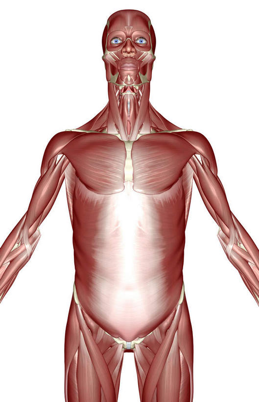 肌肉,健壮,无人,竖图,插画,室内,白天,白色背景,正面,数码,科技,静物,阴影,网络,医学,高光,几何,计算机图形,合成,图画,画,健康,活力,力量,人体,青春,电脑合成图,数码合成图,生物学,强壮,胸肌,漫画,生理学,写实,具体,具象,腹外斜肌,彩图