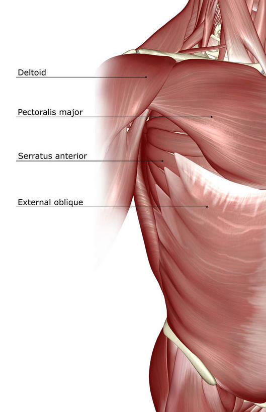 肌肉,健壮,无人,竖图,插画,室内,白天,白色背景,正面,数码,科技,静物,阴影,网络,医学,英文,标志,文字,字符,字母,高光,几何,计算机图形,合成,图画,标识,画,健康,活力,力量,解说,人体,说明,青春,英文字母,电脑合成图,数码合成图,生物学,强壮,胸肌,漫画,生理学,写实,具体,具象,阐明,申明,注解,注明,前锯肌,腹外斜肌,彩图