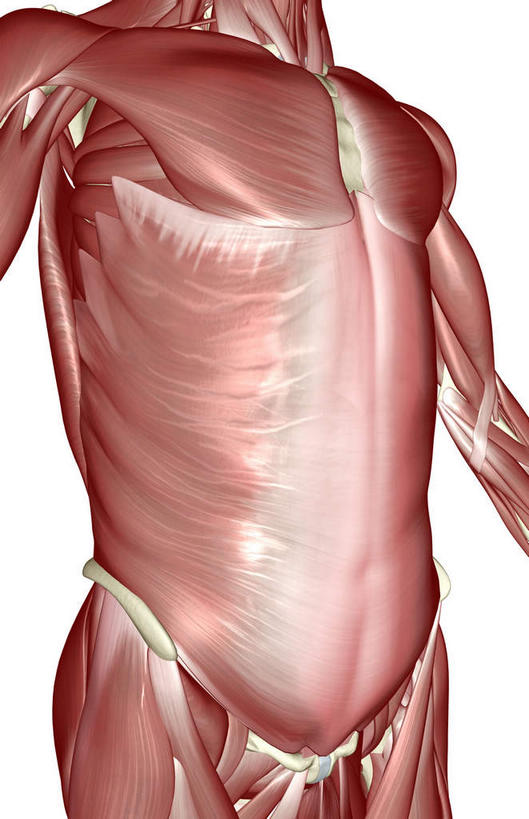 肌肉,健壮,无人,竖图,插画,室内,白天,白色背景,正面,数码,科技,静物,阴影,网络,医学,高光,几何,计算机图形,合成,图画,画,健康,活力,力量,人体,青春,电脑合成图,数码合成图,生物学,强壮,胸肌,漫画,生理学,写实,具体,具象,前锯肌,腹外斜肌,彩图