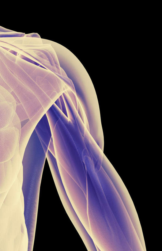 肌肉,健壮,无人,竖图,插画,室内,白天,正面,数码,科技,静物,阴影,黑色背景,局部,网络,医学,线条,高光,几何,计算机图形,合成,图画,画,健康,活力,力量,人体,轮廓,青春,电脑合成图,数码合成图,生物学,强壮,漫画,生理学,写实,具体,具象,三角肌,彩图