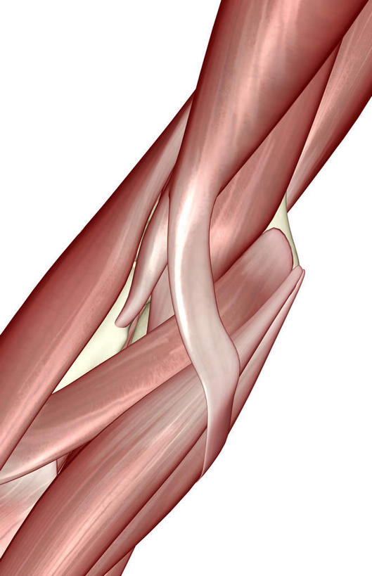 肌肉,健壮,无人,竖图,插画,室内,白天,白色背景,正面,数码,科技,静物,阴影,局部,网络,医学,高光,几何,计算机图形,合成,图画,画,健康,活力,力量,人体,青春,电脑合成图,数码合成图,生物学,强壮,漫画,生理学,写实,具体,具象,旋前圆肌,彩图
