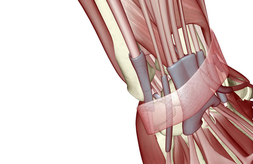 肌肉,健壮,无人,横图,插画,室内,白天,白色背景,正面,数码,科技,静物,阴影,局部,网络,医学,高光,几何,计算机图形,合成,图画,画,健康,活力,力量,人体,青春,电脑合成图,数码合成图,生物学,强壮,漫画,生理学,写实,具体,具象,肌腱,腕关节,趾长伸肌,彩图