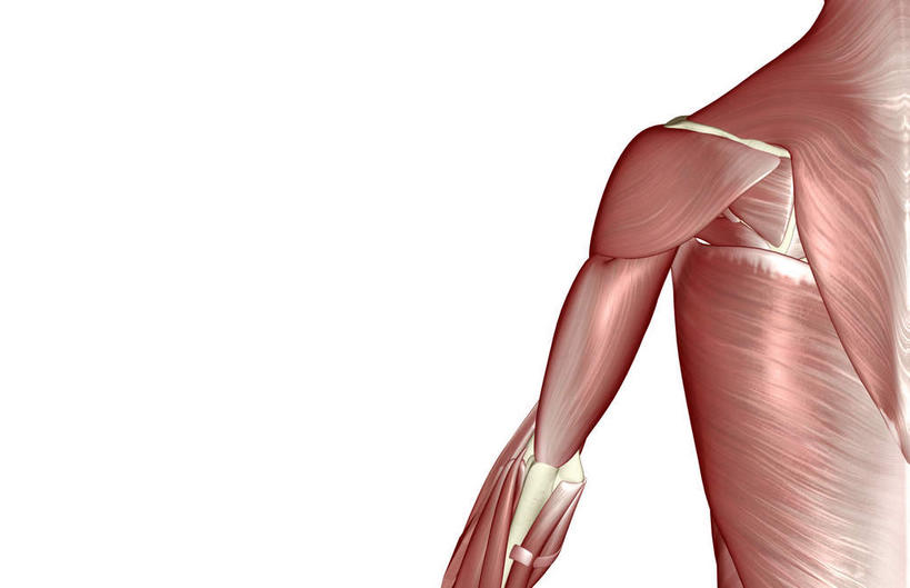 肌肉,健壮,无人,横图,插画,室内,白天,白色背景,正面,数码,科技,静物,阴影,局部,网络,医学,高光,几何,计算机图形,合成,图画,肩膀,画,健康,活力,力量,人体,青春,电脑合成图,数码合成图,生物学,强壮,漫画,生理学,写实,具体,具象,二头肌,三角肌,彩图