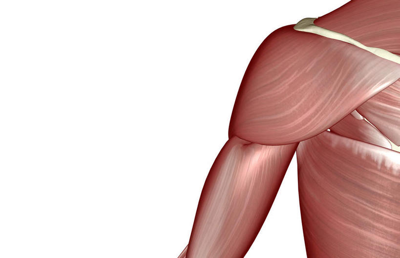肌肉,健壮,无人,横图,插画,室内,白天,白色背景,正面,数码,科技,静物,阴影,局部,网络,医学,高光,几何,计算机图形,合成,图画,肩膀,画,健康,活力,力量,人体,青春,电脑合成图,数码合成图,生物学,强壮,漫画,生理学,写实,具体,具象,二头肌,三角肌,彩图