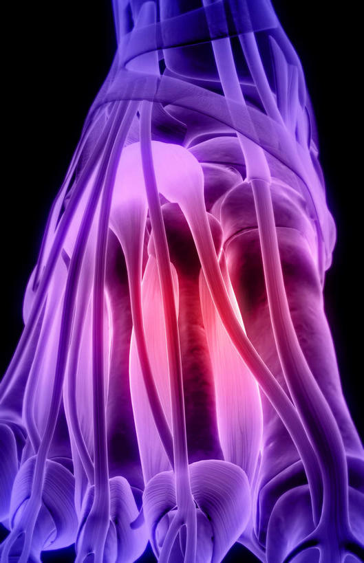 肌肉,健壮,无人,竖图,插画,室内,白天,正面,数码,科技,静物,阴影,黑色背景,局部,网络,医学,高光,几何,计算机图形,合成,图画,画,健康,活力,力量,人体,青春,电脑合成图,数码合成图,生物学,强壮,漫画,生理学,写实,具体,具象,趾长伸肌,彩图