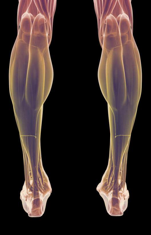 腿部,肌肉,腿,健壮,无人,竖图,插画,室内,白天,正面,数码,科技,静物,阴影,黑色背景,局部,网络,医学,高光,几何,计算机图形,合成,图画,画,健康,活力,力量,人体,青春,电脑合成图,数码合成图,生物学,强壮,漫画,生理学,写实,具体,具象,腓肠肌,彩图