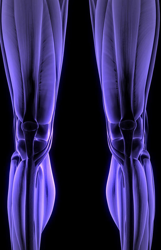 腿部,膝关节,肌肉,腿,健壮,无人,竖图,插画,室内,白天,正面,数码,科技,静物,阴影,黑色背景,局部,网络,医学,高光,几何,计算机图形,合成,图画,画,健康,活力,力量,人体,青春,电脑合成图,数码合成图,生物学,强壮,韧带,漫画,生理学,写实,具体,具象,髌韧带,彩图