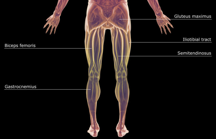 肌肉,健壮,无人,横图,插画,室内,白天,正面,数码,科技,静物,阴影,黑色背景,局部,网络,医学,英文,标志,文字,字符,字母,高光,几何,计算机图形,合成,图画,标识,画,健康,活力,力量,解说,人体,说明,青春,英文字母,电脑合成图,数码合成图,生物学,强壮,漫画,生理学,写实,具体,具象,阐明,申明,注解,注明,半腱肌,腓肠肌,股二头肌,彩图