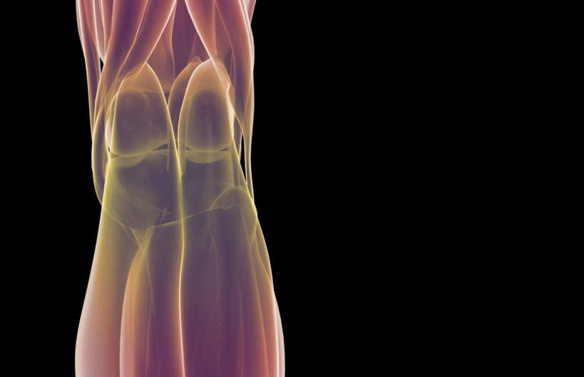 腿部,膝盖,膝关节,肌肉,腿,健壮,无人,横图,插画,室内,白天,正面,数码,科技,静物,阴影,黑色背景,局部,网络,医学,高光,几何,计算机图形,合成,图画,画,健康,活力,力量,人体,青春,电脑合成图,数码合成图,生物学,强壮,漫画,生理学,写实,具体,具象,彩图