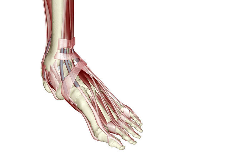 骨骼,肌肉,健壮,无人,横图,插画,室内,白天,白色背景,正面,数码,科技,静物,阴影,局部,网络,医学,骨头,高光,几何,计算机图形,合成,图画,画,健康,活力,力量,人体,青春,电脑合成图,数码合成图,骨架,生物学,强壮,漫画,生理学,写实,具体,具象,趾骨,足骨,趾长伸肌,踝关节,彩图