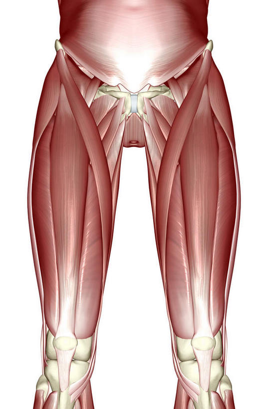 腿部,肌肉,腿,健壮,无人,竖图,插画,室内,白天,白色背景,正面,数码,科技,静物,阴影,局部,网络,医学,高光,几何,计算机图形,合成,图画,画,健康,活力,力量,人体,青春,电脑合成图,数码合成图,生物学,强壮,漫画,生理学,写实,具体,具象,股内侧肌,股外侧肌,缝匠肌,股直肌,内收长肌,彩图