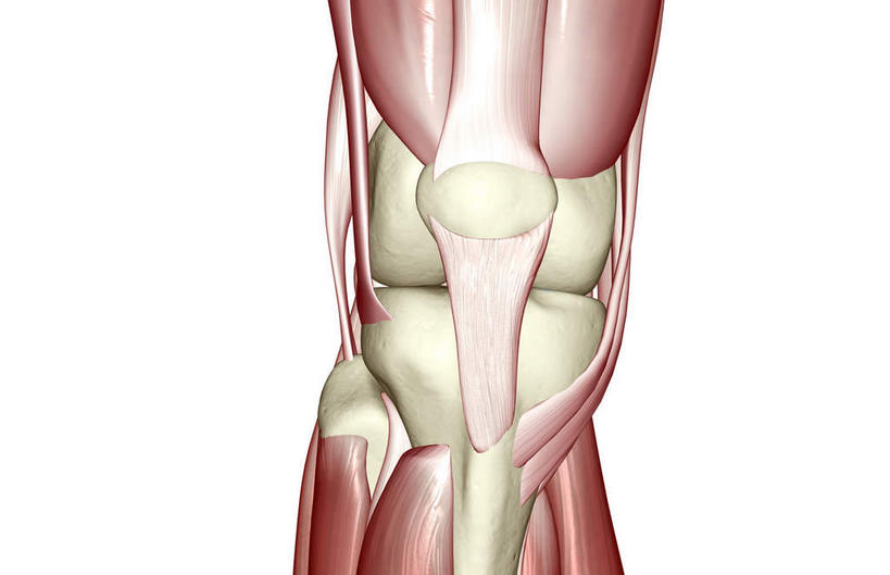 膝关节,骨骼,肌肉,关节,健壮,无人,横图,插画,室内,白天,白色背景,正面,数码,科技,静物,阴影,局部,网络,医学,骨头,高光,几何,计算机图形,合成,图画,画,健康,活力,力量,人体,青春,电脑合成图,数码合成图,骨架,生物学,强壮,韧带,漫画,生理学,写实,具体,具象,髌骨,髌韧带,腓肠肌,彩图