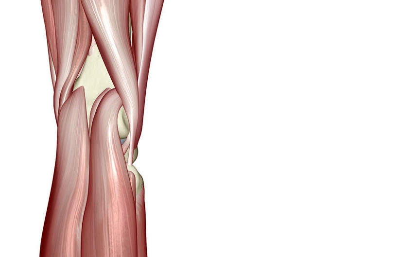 肌肉,健壮,无人,横图,插画,室内,白天,白色背景,正面,数码,科技,静物,阴影,局部,网络,医学,高光,几何,计算机图形,合成,图画,画,健康,活力,力量,人体,青春,电脑合成图,数码合成图,生物学,强壮,漫画,生理学,写实,具体,具象,腓肠肌,彩图