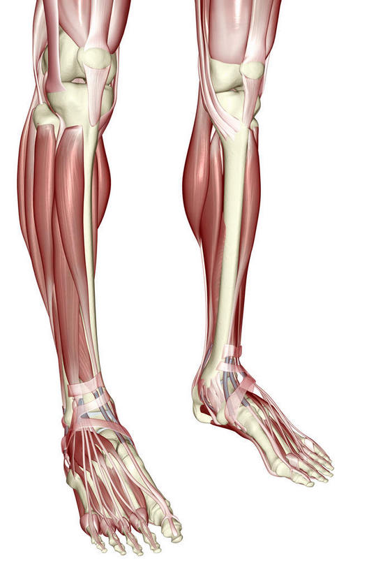 腿部,骨骼,肌肉,腿,健壮,无人,竖图,插画,室内,白天,白色背景,正面,数码,科技,静物,阴影,局部,网络,医学,骨头,高光,几何,计算机图形,合成,图画,画,健康,活力,力量,人体,青春,电脑合成图,数码合成图,骨架,生物学,强壮,腿骨,漫画,生理学,写实,具体,具象,髌骨,胫骨前肌,趾长伸肌,伸拇长肌,彩图