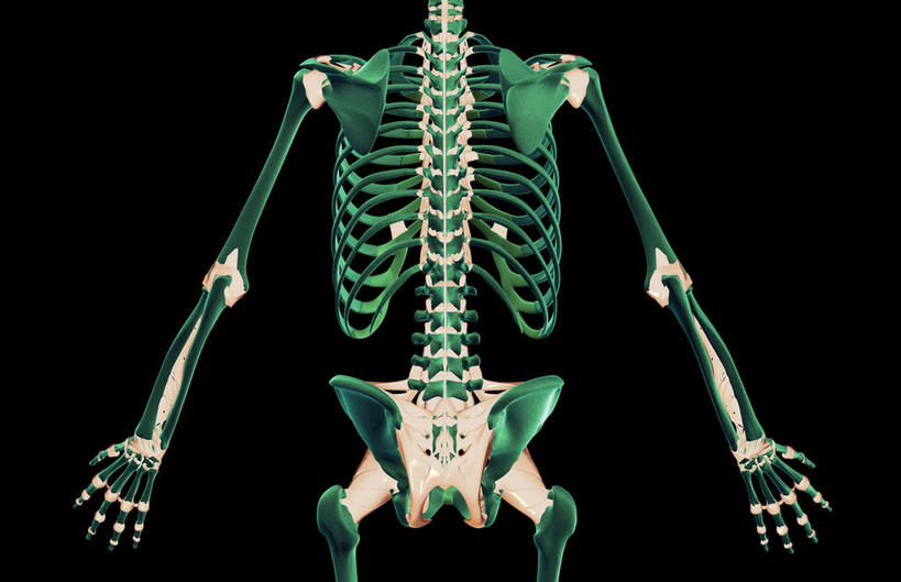 锁骨,肩胛骨,骨骼,胸骨,肋骨,脊椎,骨盆,无人,横图,插画,室内,白天,正面,数码,科技,静物,阴影,黑色背景,局部,网络,医学,骨头,高光,几何,计算机图形,合成,图画,画,人体,电脑合成图,数码合成图,骨架,生物学,盆骨,漫画,生理学,写实,具体,具象,骶骨,颈椎,髋骨,尾骨,胸椎,腰骨,脊椎骨,肋软骨,脊柱,彩图