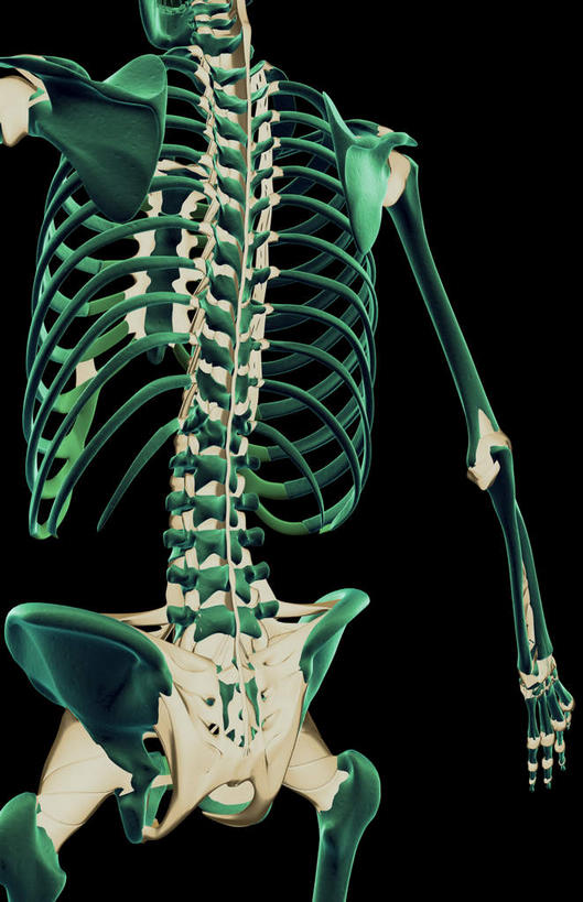 骨骼,胸骨,肋骨,脊椎,骨盆,无人,竖图,插画,室内,白天,正面,数码,科技,静物,阴影,黑色背景,局部,网络,医学,骨头,高光,几何,计算机图形,合成,图画,画,人体,电脑合成图,数码合成图,骨架,生物学,腿骨,盆骨,韧带,漫画,生理学,写实,具体,具象,骶骨,股骨,髋骨,尾骨,胸椎,腰骨,脊椎骨,肋软骨,脊柱,彩图