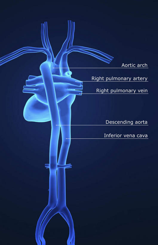 内脏,心脏,动脉,静脉,无人,竖图,插画,室内,白天,正面,数码,科技,静物,阴影,局部,蓝色背景,网络,医学,高光,几何,计算机图形,合成,图画,画,模型,人体,电脑合成图,数码合成图,生物学,器官,漫画,心血管,心房,心室,生理学,写实,具体,具象,锁骨下动脉,锁骨下静脉,下腔静脉,主动脉,降主动脉,肺动脉,肺静脉,心,彩图