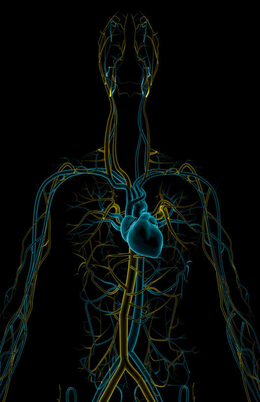 内脏,心脏,动脉,静脉,无人,竖图,插画,室内,白天,正面,数码,科技,静物,阴影,黑色背景,局部,网络,医学,高光,几何,计算机图形,合成,图画,画,模型,人体,电脑合成图,数码合成图,生物学,人体器官,器官,漫画,左心房,心血管,心房,心室,生理学,写实,具体,具象,锁骨下动脉,锁骨下静脉,下腔静脉,主动脉,肺动脉,肺静脉,左心室,心,彩图