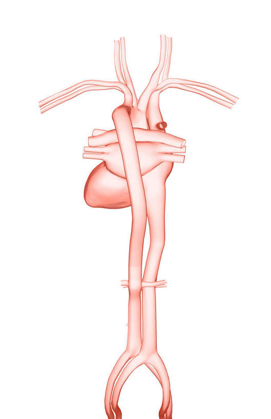 内脏,心脏,动脉,静脉,无人,竖图,插画,室内,白天,白色背景,正面,数码,科技,静物,阴影,局部,网络,医学,高光,几何,计算机图形,合成,图画,画,模型,人体,电脑合成图,数码合成图,生物学,人体器官,器官,漫画,心血管,生理学,写实,具体,具象,颈动脉,颈静脉,锁骨下动脉,锁骨下静脉,下腔静脉,上腔静脉,升主动脉,降主动脉,腋动脉,腋静脉,肺动脉,肺静脉,腔静脉,心,彩图