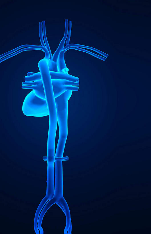 内脏,心脏,动脉,静脉,无人,竖图,插画,室内,白天,正面,数码,科技,静物,阴影,局部,蓝色背景,网络,医学,高光,几何,计算机图形,合成,图画,画,模型,人体,电脑合成图,数码合成图,生物学,人体器官,器官,漫画,心血管,生理学,写实,具体,具象,锁骨下动脉,锁骨下静脉,降主动脉,肺动脉,肺静脉,心,彩图
