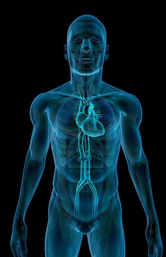 内脏,心脏,动脉,静脉,无人,竖图,插画,室内,白天,正面,数码,科技,静物,阴影,黑色背景,局部,网络,医学,线条,高光,几何,计算机图形,合成,图画,画,模型,人体,轮廓,电脑合成图,数码合成图,生物学,人体器官,器官,漫画,心血管,生理学,写实,具体,具象,颈静脉,下腔静脉,主动脉,上腔静脉,升主动脉,降主动脉,肺动脉,肺静脉,腔静脉,心,彩图