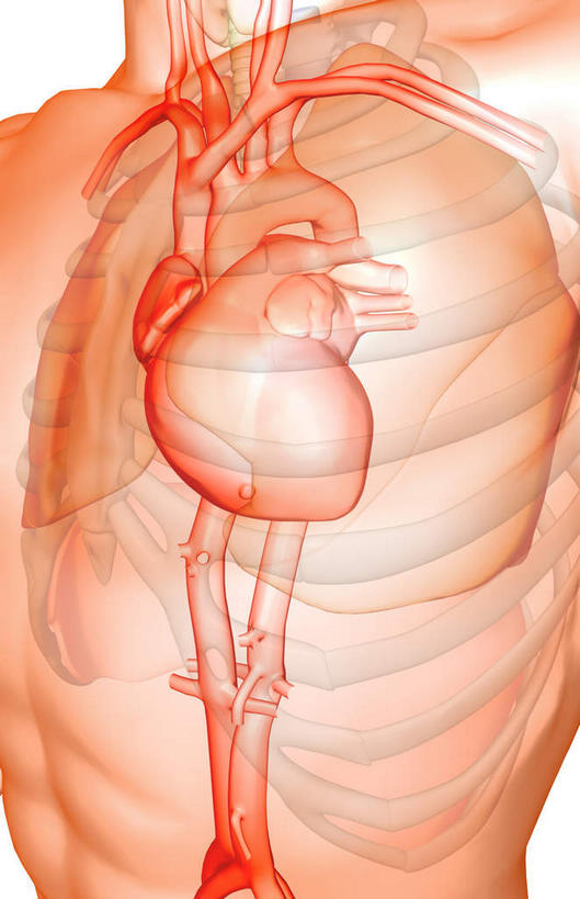 胸,内脏,心脏,动脉,静脉,无人,竖图,插画,室内,白天,白色背景,正面,数码,科技,静物,阴影,局部,网络,医学,高光,几何,计算机图形,合成,图画,画,模型,人体,电脑合成图,数码合成图,生物学,人体器官,器官,漫画,心血管,生理学,写实,具体,具象,下腔静脉,主动脉,上腔静脉,降主动脉,肺动脉,肺静脉,心,胸部,彩图