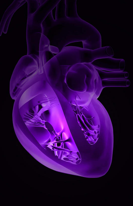 内脏,心脏,动脉,静脉,无人,竖图,插画,x光片,室内,白天,正面,数码,科技,静物,阴影,黑色背景,局部,辐射,科学,网络,医学,高光,几何,计算机图形,合成,图画,画,模型,人体,电脑合成图,数码合成图,医疗,生物学,人体器官,科学技术,x射线,器官,x光,漫画,左心房,心血管,心室,生理学,写实,具体,具象,右心室,上腔静脉,右心房,左心室,二尖瓣,房室瓣,室间隔,动脉瓣,乳头肌,心,彩图,电磁波,电磁辐射