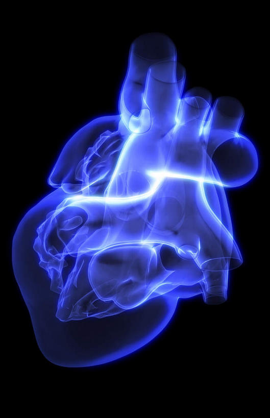 内脏,心脏,动脉,静脉,无人,竖图,插画,x光片,室内,白天,正面,数码,科技,静物,阴影,黑色背景,局部,辐射,科学,网络,医学,高光,几何,计算机图形,合成,图画,画,模型,人体,电脑合成图,数码合成图,医疗,生物学,人体器官,科学技术,x射线,器官,x光,漫画,左心房,心血管,心室,生理学,写实,具体,具象,右心室,主动脉,上腔静脉,右心房,左心室,心,彩图,电磁波,电磁辐射