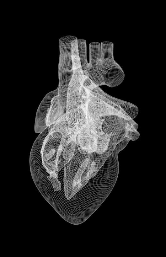 内脏,心脏,动脉,静脉,无人,竖图,黑白,插画,x光片,室内,白天,正面,数码,科技,静物,阴影,黑色背景,局部,辐射,科学,网络,医学,高光,几何,计算机图形,合成,图画,画,模型,人体,电脑合成图,数码合成图,医疗,生物学,人体器官,科学技术,x射线,器官,x光,漫画,左心房,心血管,心房,心室,生理学,写实,具体,具象,右心室,主动脉,上腔静脉,右心房,左心室,心,电磁波,电磁辐射