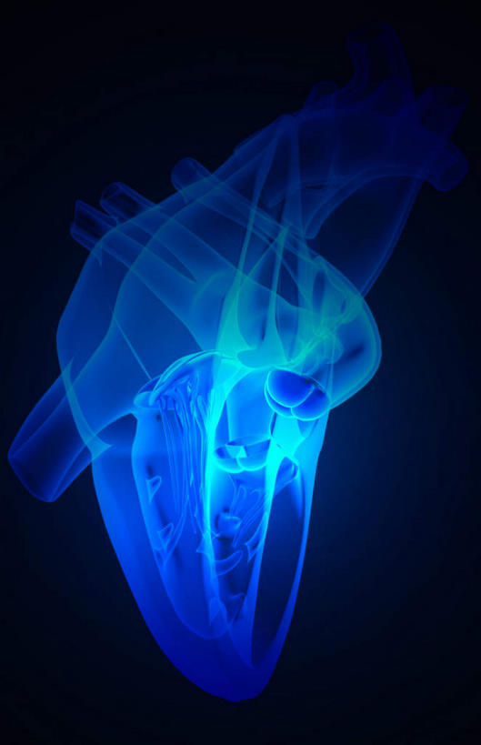 内脏,心脏,动脉,静脉,无人,竖图,插画,x光片,室内,白天,正面,数码,科技,静物,阴影,黑色背景,局部,辐射,科学,网络,医学,高光,几何,计算机图形,合成,图画,画,模型,人体,电脑合成图,数码合成图,医疗,生物学,人体器官,科学技术,x射线,器官,x光,漫画,左心房,心血管,心室,生理学,写实,具体,具象,右心室,上腔静脉,右心房,左心室,二尖瓣,房室瓣,室间隔,主动脉瓣,乳头肌,心,彩图,电磁波,电磁辐射