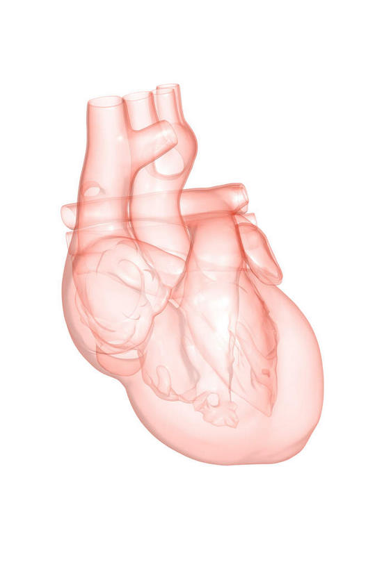 内脏,心脏,动脉,静脉,无人,竖图,插画,室内,白天,白色背景,正面,数码,科技,静物,阴影,局部,网络,医学,高光,几何,计算机图形,合成,图画,画,模型,人体,电脑合成图,数码合成图,生物学,人体器官,器官,漫画,左心房,心血管,心房,心室,生理学,写实,具体,具象,右心室,上腔静脉,右心房,左心室,心,彩图