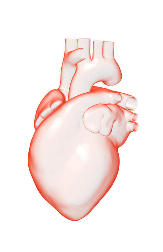 内脏,心脏,动脉,静脉,无人,竖图,插画,室内,白天,白色背景,正面,数码,科技,静物,阴影,局部,网络,医学,高光,几何,计算机图形,合成,图画,画,模型,人体,电脑合成图,数码合成图,生物学,人体器官,器官,漫画,左心房,心血管,生理学,写实,具体,具象,右心室,主动脉,肺动脉,肺静脉,心,彩图