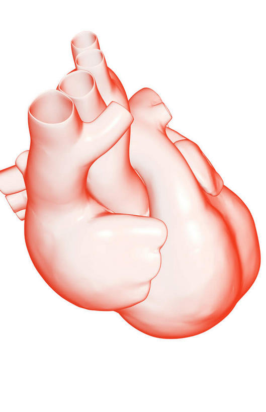 内脏,心脏,动脉,静脉,无人,竖图,插画,室内,白天,白色背景,正面,数码,科技,静物,阴影,局部,网络,医学,高光,几何,计算机图形,合成,图画,画,模型,人体,电脑合成图,数码合成图,生物学,人体器官,器官,漫画,心血管,生理学,写实,具体,具象,上腔静脉,右耳廓,右心房,心,彩图