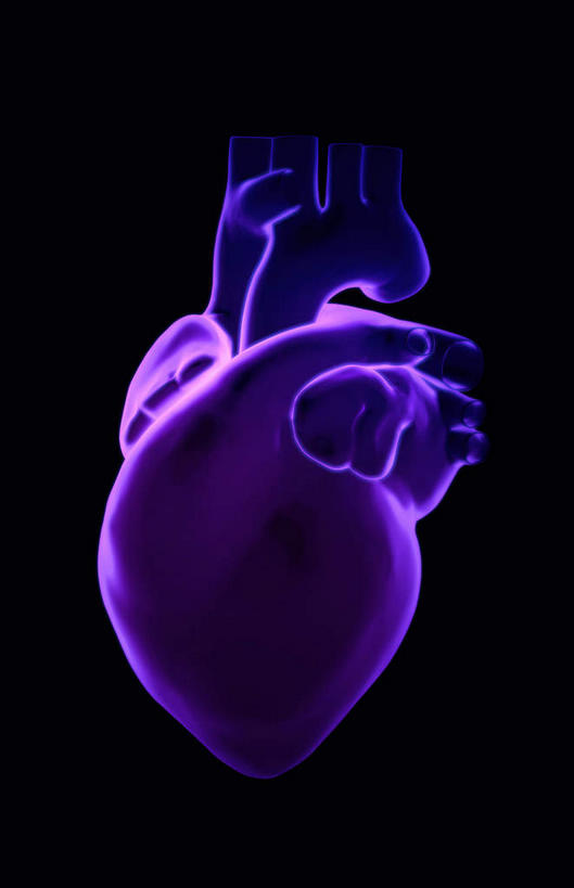 内脏,心脏,动脉,静脉,无人,竖图,插画,x光片,室内,白天,正面,数码,科技,静物,阴影,黑色背景,局部,辐射,科学,网络,医学,高光,几何,计算机图形,合成,图画,画,模型,人体,电脑合成图,数码合成图,医疗,生物学,人体器官,科学技术,x射线,器官,x光,漫画,心血管,生理学,写实,具体,具象,右心室,主动脉,肺动脉,肺静脉,左耳廓,心,彩图,电磁波,电磁辐射