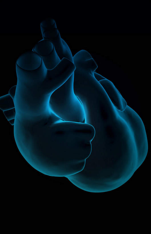 内脏,心脏,动脉,静脉,无人,竖图,插画,x光片,室内,白天,正面,数码,科技,静物,阴影,黑色背景,局部,辐射,科学,网络,医学,高光,几何,计算机图形,合成,图画,画,模型,人体,电脑合成图,数码合成图,医疗,生物学,人体器官,科学技术,x射线,器官,x光,漫画,心血管,生理学,写实,具体,具象,右心耳,右心房,心,彩图,电磁波,电磁辐射