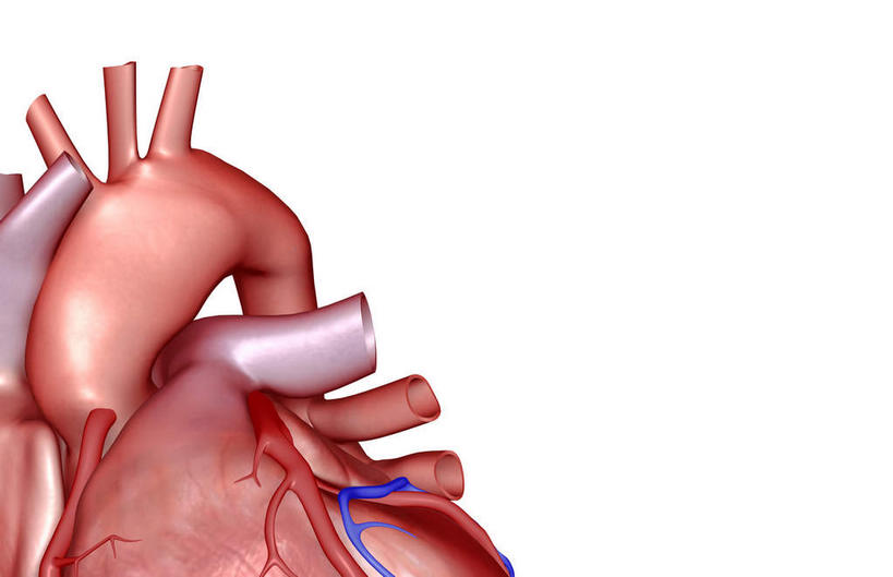 内脏,心脏,动脉,静脉,血管,无人,横图,插画,室内,白天,白色背景,正面,数码,科技,静物,阴影,局部,网络,医学,高光,几何,计算机图形,合成,图画,画,模型,人体,电脑合成图,数码合成图,生物学,人体器官,器官,漫画,心血管,生理学,写实,具体,具象,肺动脉,肺静脉,心,彩图