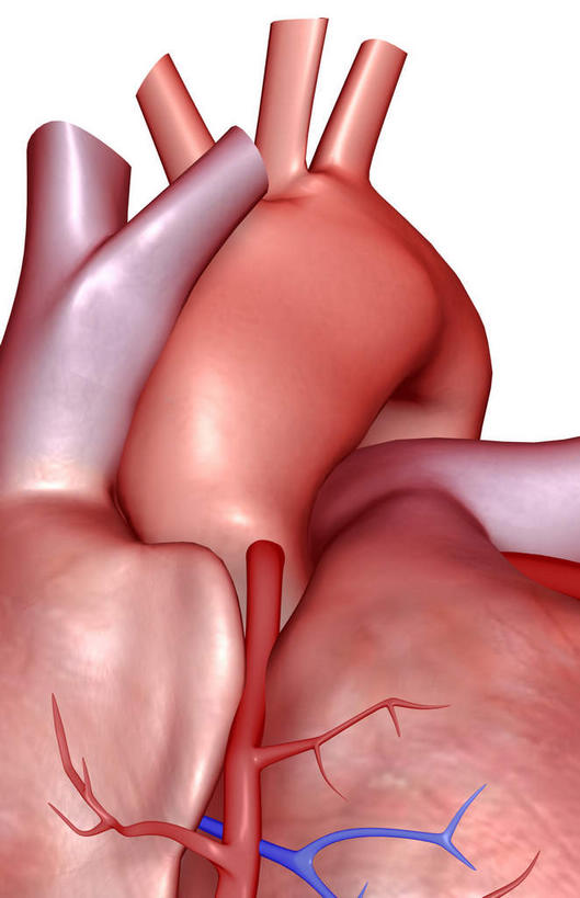 内脏,心脏,动脉,静脉,无人,竖图,插画,室内,白天,白色背景,正面,数码,科技,静物,阴影,局部,网络,医学,高光,几何,计算机图形,合成,图画,画,模型,人体,电脑合成图,数码合成图,生物学,人体器官,器官,漫画,心血管,生理学,写实,具体,具象,冠状动脉,冠心病,冠状沟,心,彩图