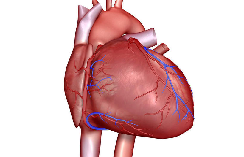 内脏,心脏,动脉,静脉,无人,横图,插画,室内,白天,白色背景,正面,数码,科技,静物,阴影,局部,网络,医学,高光,几何,计算机图形,合成,图画,画,模型,人体,电脑合成图,数码合成图,生物学,人体器官,器官,漫画,心血管,生理学,写实,具体,具象,肺动脉,肺静脉,冠心病,冠状沟,前室间沟,心,彩图