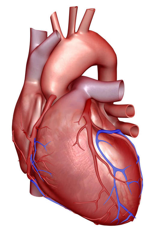 内脏,心脏,动脉,静脉,无人,竖图,插画,室内,白天,白色背景,正面,数码,科技,静物,阴影,局部,网络,医学,高光,几何,计算机图形,合成,图画,画,模型,人体,电脑合成图,数码合成图,生物学,人体器官,器官,漫画,心血管,生理学,写实,具体,具象,肺动脉,肺静脉,冠心病,冠状沟,前室间沟,心,彩图