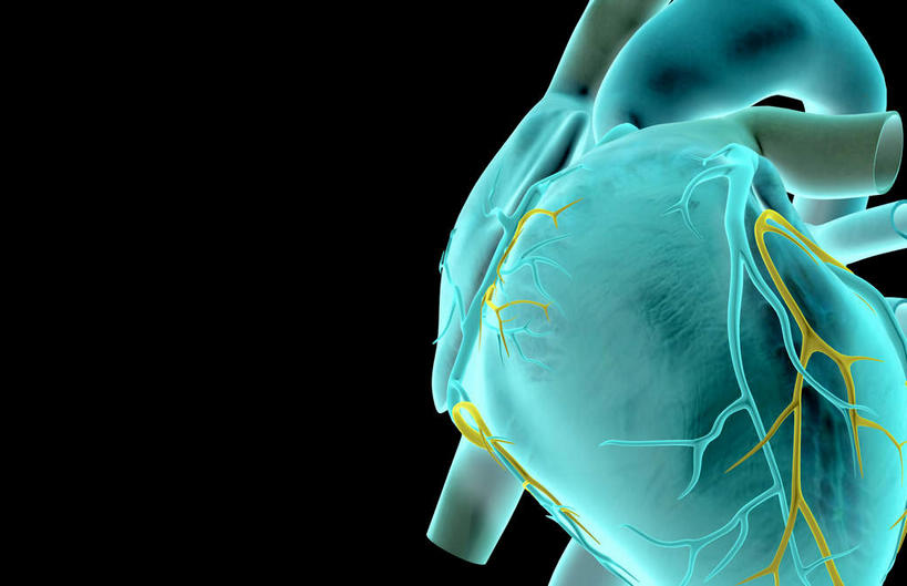 内脏,心脏,动脉,静脉,无人,横图,插画,x光片,室内,白天,正面,数码,科技,静物,阴影,黑色背景,局部,辐射,科学,网络,医学,高光,几何,计算机图形,合成,图画,画,模型,人体,电脑合成图,数码合成图,医疗,生物学,人体器官,科学技术,x射线,器官,x光,漫画,心血管,生理学,写实,具体,具象,肺动脉,肺静脉,冠心病,冠状沟,前室间沟,心,彩图,电磁波,电磁辐射