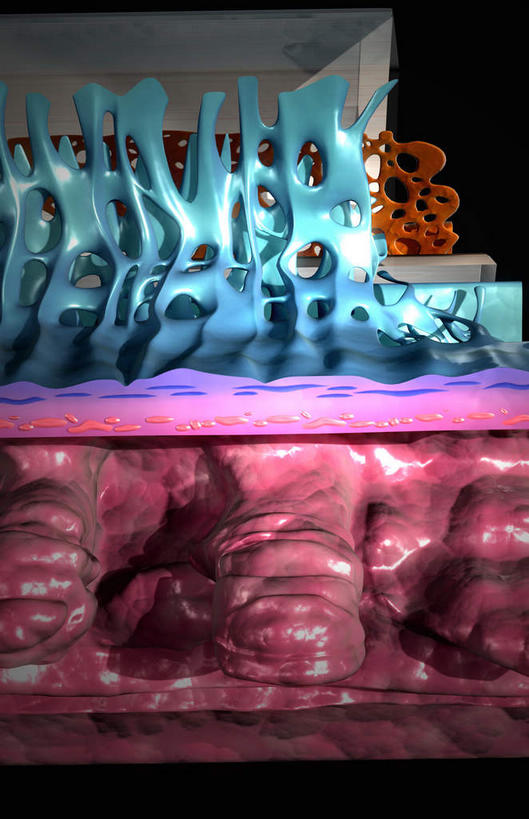 无人,竖图,插画,室内,特写,白天,正面,数码,科技,静物,阴影,网络,医学,高光,几何,计算机图形,合成,图画,画,人体,电脑合成图,数码合成图,生物学,漫画,生理学,写实,具体,具象,脉络膜,睫状肌,巩膜静脉,睫状动脉,彩图