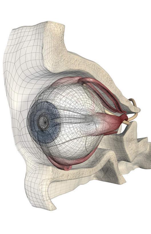 眼睛,肌肉,健壮,无人,竖图,插画,室内,特写,白天,正面,数码,科技,静物,瞳孔,阴影,网络,医学,高光,几何,计算机图形,合成,图画,画,一个,健康,活力,力量,人体,眼部,单个,青春,电脑合成图,数码合成图,生物学,视网膜,眼球,强壮,器官,漫画,生理学,写实,具体,具象,巩膜,角膜,视觉器官,眼房,眼球壁,外直肌,眼,彩图