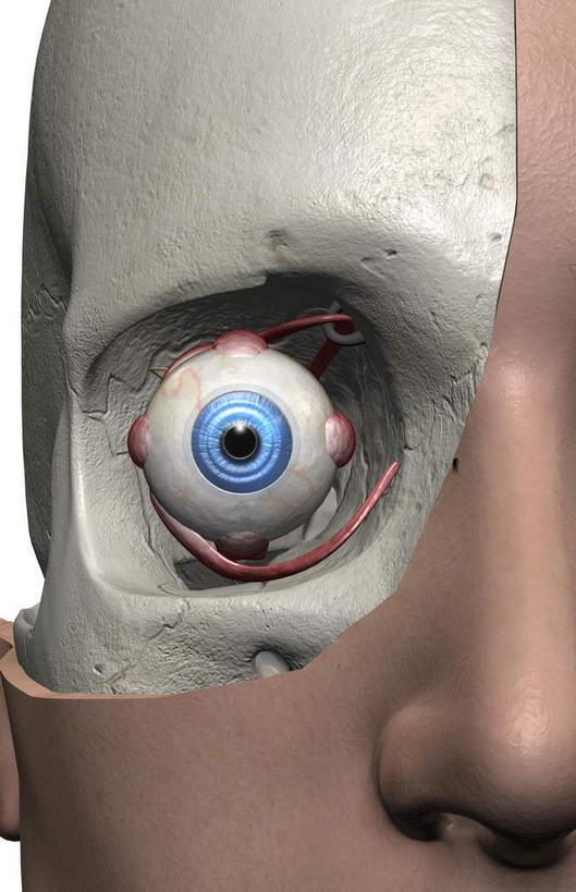 脸,头,眼睛,脸颊,颅骨,骨骼,无人,竖图,插画,室内,特写,白天,正面,数码,科技,静物,瞳孔,阴影,网络,医学,骨头,高光,几何,计算机图形,合成,图画,画,一个,人体,眼部,单个,电脑合成图,数码合成图,骨架,生物学,视网膜,眼球,器官,漫画,生理学,写实,具体,具象,巩膜,角膜,视觉器官,眼房,眼球壁,上直肌,下斜肌,上斜肌,头盖骨,头部,脸部,脸蛋,面部,眼,彩图